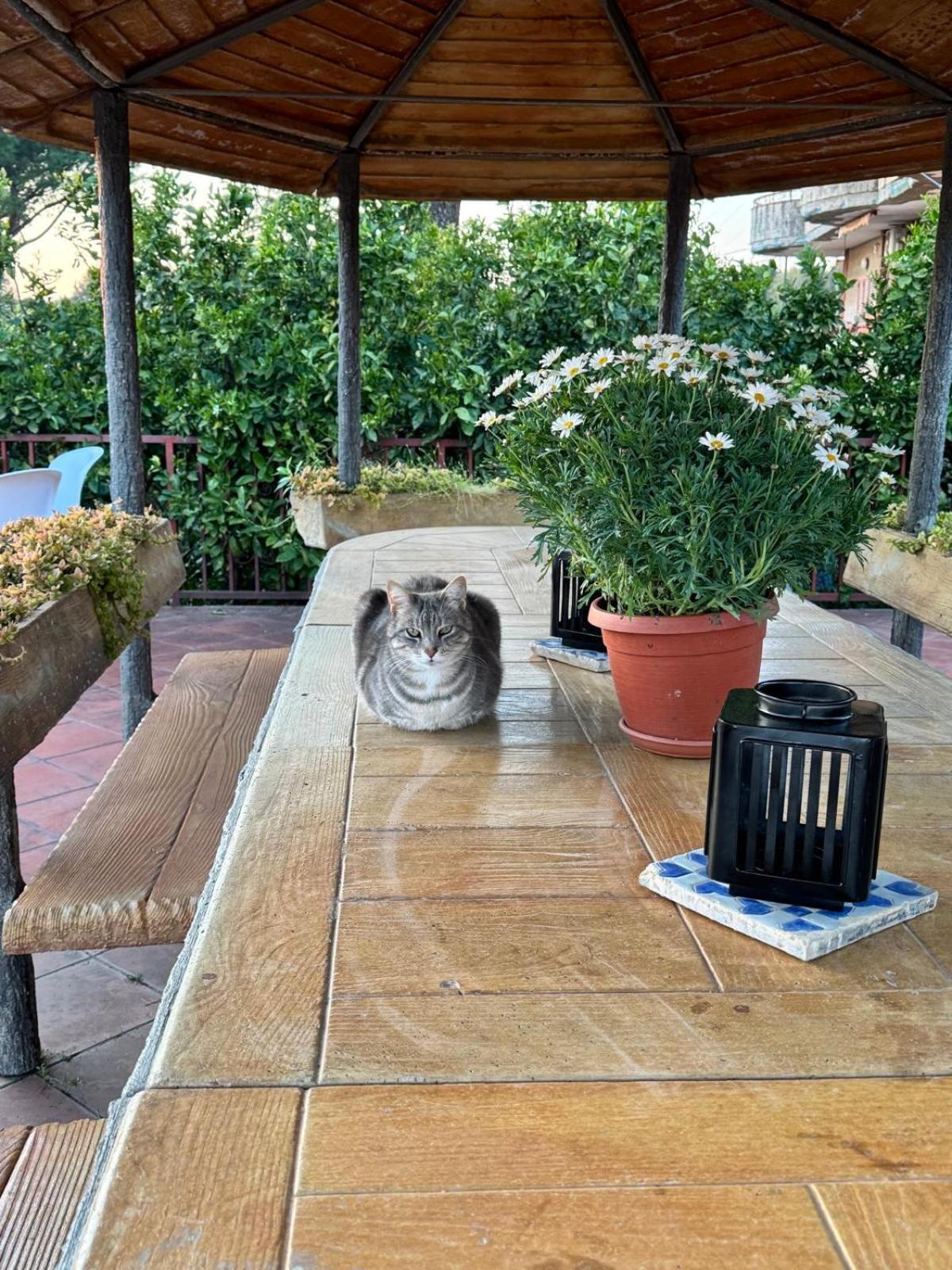 B&B Ioli Vesuvio Ercolano Kültér fotó